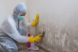 Professional Mold Removal Services in Strongsville, OH